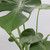 Monstera | Deliciosa