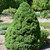 photo courtesy of NetPS Plant Finder
