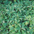 image courtesy of NetPS Plant Finder