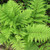 Lady Fern