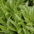 photos courtesy of NetPS Plant Finder