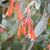 photo courtesy of NetPS Plant Finder