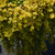 photos courtesy of NetPS Plant Finder