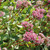 photos courtesy of NetPS Plant Finder