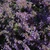 photos courtesy of NetPS Plantfinder