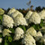 photos courtesy of NetPS Plant Finder