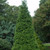photos courtesy of NetPS Plant Finder