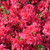photos courtesy of NetPS Plantfinder