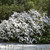 photos courtesy of NetPS Plantfinder