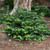photos courtesy of NetPS Plant Finder