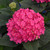 photos courtesy of NetPS Plant Finder