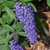 photos courtesy of NetPS Plantfinder
