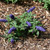 photos courtesy of NetPS Plantfinder
