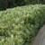 photos courtesy of NetPS Plant Finder