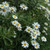Montauk Daisy