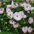 Hibiscus - Summerific 'Ballet Slippers'