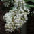 photos courtesy of NetPS Plant Finder