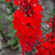 photos courtesy of NetPS Plantfinder