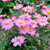 Japanese Windflower - 'Curtain Call Series'