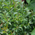 Inkberry Holly | 'Gem Box'