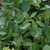photos courtesy of NetPS Plant Finder