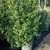 photos courtesy of NetPS Plant Finder