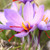 Saffron Crocus Bulbs 15pk