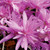 Giant Autumn Crocus Bulb 1pk | Colchicum Waterlily