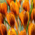 Snow Crocus Bulb 10pk | Orange Monarch
