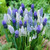 Hyacinth Bulb 5pk | Delft Blue Mix