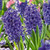 Hyacinth Bulb 5pk | Blue Jacket