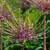 Allium Bulb 2pk | Schubertii