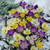 Snow Crocus Bulb 25pk | Mixture