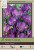 Crocus Bulb 25pk | Ruby Giant