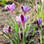 Crocus Bulb 10pk | Minimus
