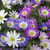 Grecian Wildflower Bulb 20pk
