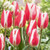 Tulip Bulb 10pk | Candy Apple Delight