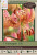 'Manitoba Morning' Martagon Lily Bulb - 1pk