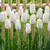 Tulip Bulb 7pk | Snow White