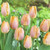 Tulip Bulb 7pk | Salmon Prince