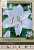 'Casa Blanca' Oriental Lily Bulb - 2pk