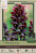 Persian Lily Bulb 1pk