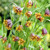 Fox's Grape Bulb 25pk