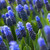 Grape Hyacinth Bulb 20pk | Muscari latifolium