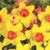 Narcissus Bulb 16pk | Red Devon