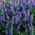 Grape Hyacinth Bulb 64pk