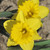 photo courtesy of NetPS Plant Finder