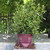 Azalea | Encore® 'Autumn Royalty'