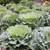 Ornamental Cabbage/Kale 8"
