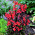 photo by Perennial Resource
